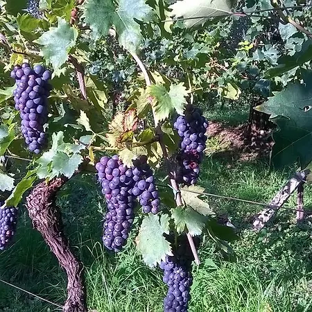 Bio Vivere La Panzió 3*